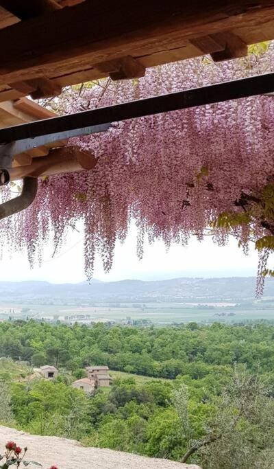 Vesper - Casale Con Piscina - Ad Galli Cantum Città della Pieve Eksteriør bilde